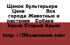 Щенок бультерьера › Цена ­ 35 000 - Все города Животные и растения » Собаки   . Крым,Старый Крым